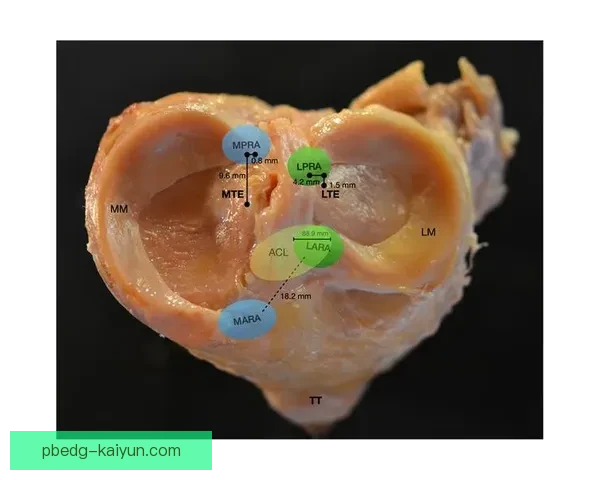 库尔图瓦半月板伤病详情及恢复进展分析分析出前景分析